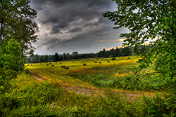 champsde culture en photo HDR avec chemin sous arbres et ciel nuageux