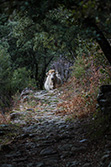 cow standing in forest