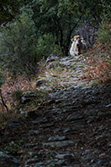 cow on trail in nature