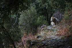 cow on path with trees