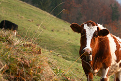 swiss cow in pasture land in Switzerland