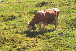 vache suisse mange de l'herbe dans un pré