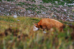 swiss cow with bell around neck eating grass in pasture