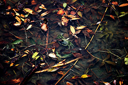 crabe sous l'eau avec des feuilles qui flottent