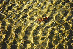 crabe dans eau avec vagues et reflets