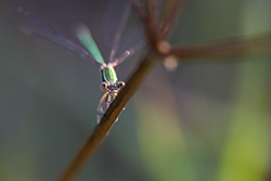 damselfly_looking_001