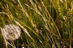 dandelion among plants and herbs at sunset