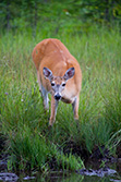 deer looking and drinking in creek in meadow