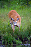 deer drinking in creek and sticking out tongue