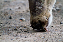deer tongue licking ground