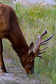 cerf avec ses bois mange de l'herbe