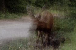 cerf en train de marcher avec un effet de photo floue