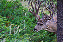 male deer with antlers eating