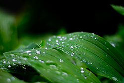 raindrops on green leaves on dark background