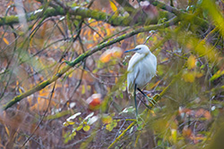 egret_002