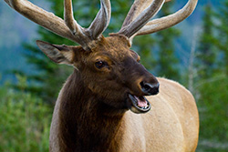 grand wapiti adulte avec ses bois et la bouche ouverte dans parc de Banff