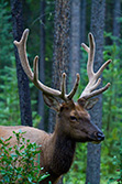 young male elk with antlers in forest, Alberta