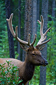 jeune cerf avec ses bois dans la forêt en Alberta