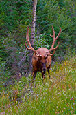 elk eating grass in Jasper park