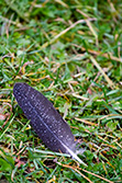 black feather of bird with raindrops on grass with dew