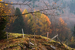 pasture fence with wood posts and barbed wires