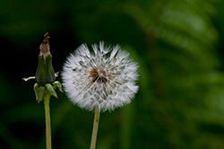 full dandelion beside empty dandelion