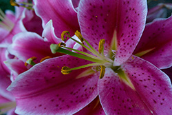 pink lily with red spots on petals, Lilium Stargazer
