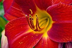 red lily flower close up with yellow pollen