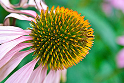 coneflower close up , Echinacea flower