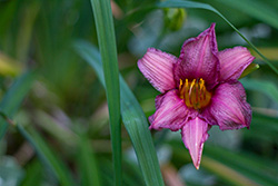 fleur de lys violette avec ses feuilles