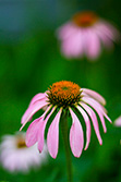 coneflower close-up with blurry flowers on background