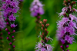 purple flowers with green background