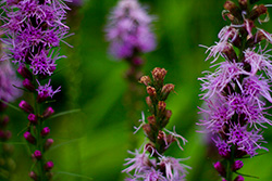 fleurs violettes sur fond vert avec des plantes