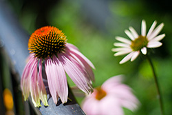 coneflower and Daisy flower on blurry leaves background