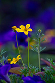 fleurs avec pétales jaunes sur fond bleu