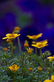 fleurs jaunes sur fond bleu