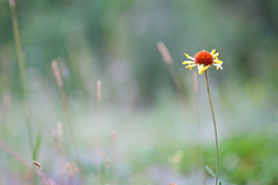 Rockies blanket flower on blurry background, Gaillardia Aristata