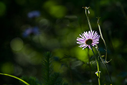 sunlight on Wandering Daisy, Alberta subalpine Fleabane (Erigeron Peregrinus)