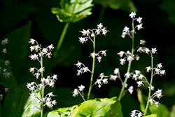 Alberta wildflowers Meadow Rue on blurry leaves background