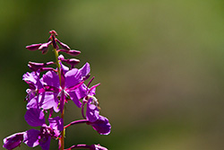 fleur sauvage d'Alberta, laurier de Saint Antoine