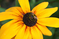 mouche qui ressemble à une abeille sur une fleur jaune