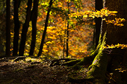 forest_autumn_001