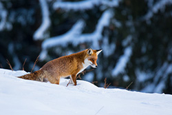 fox_snow_001