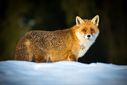 fox_snow_002