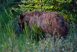 grizzli qui mange baies sauvages dans parc de Jasper