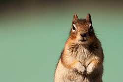 ground squirrel portrait with turquoise water on background
