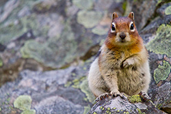 ground squirrel seating on rock