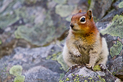 ground squirrel posing on rock with one leg