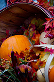 Halloween vegetables, with pumpkins and squashes in basket