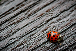 ladybug_005